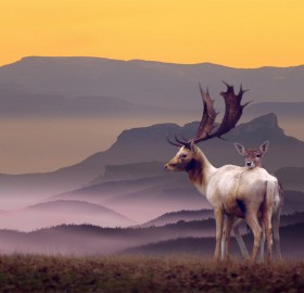 Deer Family In A Perfect Landscape