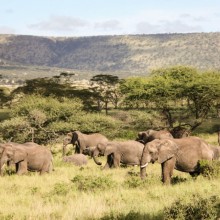 Elephants of Serengeti Tanzania