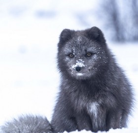 Wild Pup In The Snow