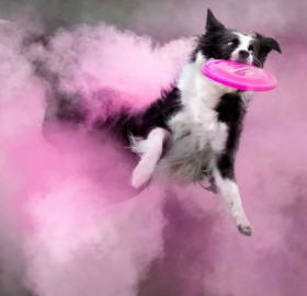 Dog Jumps Through Cloud of Pink Powder